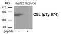 Western blot analysis of extracts from HepG2 cells treated with Na2VO3 using Phospho-CBL (Tyr674) antibody.The lane on the right is treated with the antigen-specific peptide.