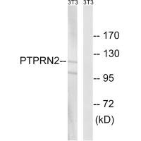 Western blot analysis of extracts from NIH/3T3 cells, using PTPRN2 antibody.