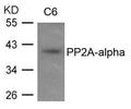 Western blot analysis of extracts from C6 cells using PP2A-alpha antibody.