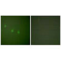 Immunofluorescence analysis of COS7 cells, using OCT2 antibody.