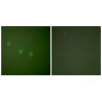 Immunofluorescence analysis of COS7 cells, using OCT2 antibody.