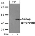 Western blot analysis of extracts from 293 cells untreated or treated with PMA using GSK3α/β(Phospho-Tyr279/216) Antibody.