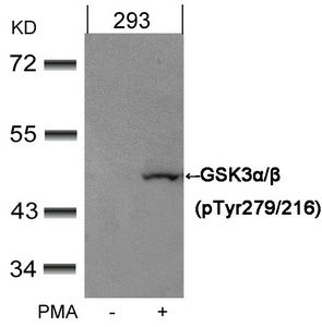 Western blot analysis of extracts from 293 cells untreated or treated with PMA using GSK3α/β(Phospho-Tyr279/216) Antibody.