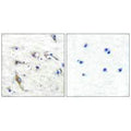 Immunohistochemical analysis of paraffin-embedded human brain tissue using JM4 antibody.