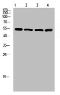 Western Blot analysis of 1,mouse-lung 2,mouse-brain 3,mouse-spleen 4,mouse-kidney cells using primary antibody diluted at 1:500(4°C overnight). Secondary antibody:Goat Anti-rabbit IgG IRDye 800( diluted at 1:5000, 25°C, 1 hour)