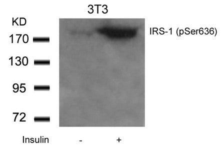 Western blot analysis of extracts from 3T3 cells untreated or treated with Insulin using IRS-1(Phospho-Ser636) Antibody.