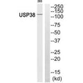 Western blot analysis of extracts from 293 cells, using USP38 antibody.