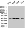 Western Blot
Positive WB detected in: recombinant protein
All lanes:coat Antibody at 1:1000
Secondary
Goat polyclonal to rabbit IgG at 1/50000 dilution
Predicted band size: 37.8 kDa
Observed band size: 38 kDa