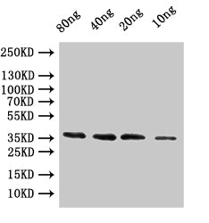 Western Blot
Positive WB detected in: recombinant protein
All lanes:coat Antibody at 1:1000
Secondary
Goat polyclonal to rabbit IgG at 1/50000 dilution
Predicted band size: 37.8 kDa
Observed band size: 38 kDa