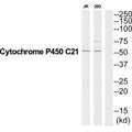 Western blot analysis of extracts from Jurkat/293 cells, using CYP21A2 antibody.