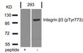Western blot analysis of extracts from 293 cells using Integrin b3(Phospho-Tyr773) Antibody and the same antibody preincubated with blocking peptide.