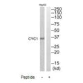 Western blot analysis of extracts from HepG2 cells, using CYC1 antibody.