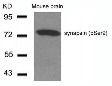 Western blot analysis of extracts from Mouse Brain tissue using synapsin(Phospho-Ser9) Antibody.