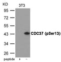 Western blot analysis of extracts from 3T3 cells using CDC37 (Phospho-Ser13) Antibody.The lane on the left is treated with the antigen-specific peptide.