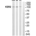Western blot analysis of extracts from COS7, 293 and 3T3 cells, using KSR2 antibody.
