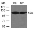 Western blot analysis of extracts from A431 and MCF cells using Gab1 (Ab-627) Antibody.