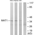 Western blot analysis of extracts from HeLa cells, HepG2 cells and 293 cells, using MAT1 antibody.