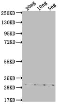 Western Blot
Positive WB detected in Recombinant protein
All lanes: ASY3 antibody at 1:2000
Secondary
Goat polyclonal to rabbit IgG at 1/50000 dilution
Predicted band size: 26.2 kDa
Observed band size: 30 kDa