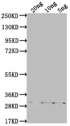 Western Blot
Positive WB detected in Recombinant protein
All lanes: ASY3 antibody at 1:2000
Secondary
Goat polyclonal to rabbit IgG at 1/50000 dilution
Predicted band size: 26.2 kDa
Observed band size: 30 kDa