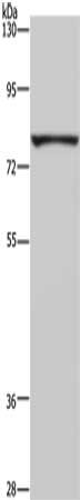 Gel: 6%SDS-PAGE, Lysate: 40 ug, Lane: Raji cells, Primary antibody: CSB-PA584566(FASTKD3 Antibody) at dilution 1/200, Secondary antibody: Goat anti rabbit IgG at 1/8000 dilution, Exposure time: 1 minute