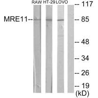 Western blot analysis of extracts from RAW264.7 cells, HT-29 cells and LOVO cells, using MRE11A antibody.