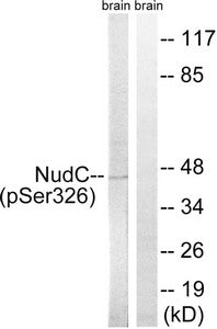 Western blot analysis of extracts from rat brain cells, using NudC (Phospho-Ser326) antibody. The lane on the right is treated with the synthesized peptide.