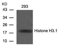 Western blot analysis of extracts from 293 cells using Histone H3.1(Ab-10) Antibody.