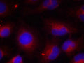 Immunofluorescence staining of methanol-fixed HeLa cells using PTEN (phospho-Ser380) antibody.