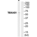 Western blot analysis of extracts from Jurkat cells, using THAS antibody.