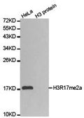 Western blot analysis of extracts of HeLa cell line and H3 protein expressed in E.coli., using H3R17me2a antibody.