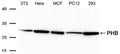 Western blot analysis of extracts from 3T3,Hela,MCF,PC12 and 293 cells using PHB Antibody .