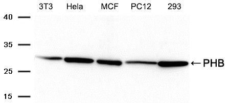 Western blot analysis of extracts from 3T3,Hela,MCF,PC12 and 293 cells using PHB Antibody .