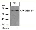 Western blot analysis of extracts from 293 cells untreated or treated with serum using AFX(Phospho-Ser197) Antibody.