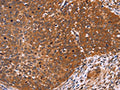 CDC37L1 Antibody – Figure 1 of 2