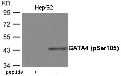 Western blot analysis of extracts from HepG2 cells using GATA4 (Phospho-Ser105) Antibody.The lane on the left is treated with the antigen-specific peptide.