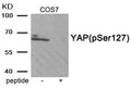 Western blot analysis of extracts from COS7 tissue using YAP (Phospho-Ser127) antibody.The lane on the right is treated with the antigen-specific peptide.