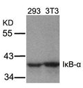 Western blot analysis of extracts from 293 and 3T3 cells using IkB-a(Ab-32/36) Antibody.