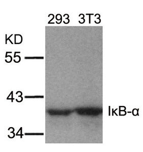 Western blot analysis of extracts from 293 and 3T3 cells using IkB-a(Ab-32/36) Antibody.