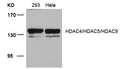 Western blot analysis of extracts from 293 and Hela cells using HDAC4/HDAC5/HDAC9(Ab-246/259/220) Antibody.