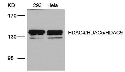 Western blot analysis of extracts from 293 and Hela cells using HDAC4/HDAC5/HDAC9(Ab-246/259/220) Antibody.