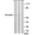 Western blot analysis of extracts from RAW264.7 cells and 293 cells, using Smad2 (Ab-220) antibody.
