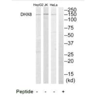 Western blot analysis of extracts from HeLa cells, Jurkat cells and HepG2 cells, using DHX8 antibody.