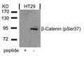 Western blot analysis of extracts from HT29 cells using b-Catenin(Phospho-Ser37) Antibody and the same antibody preincubated with blocking peptide .