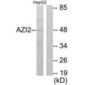 Western blot analysis of extracts from HepG2 cells, using AZI2 antibody.