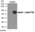 Western blot analysis of extracts from HepG2 cells using Ataxin 1 (Phospho-Ser776) Antibody.The lane on the left is treated with the antigen-specific peptide.