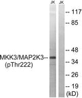Western blot analysis of extracts from Jurkat cells treated with serum using MAP2K3 (Phospho-Thr222) Antibody.The lane on the right is treated with the antigen-specific peptide.