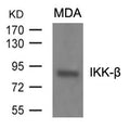 IKBKB (Ab-199) Antibody – Figure 1 of 2