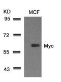 Western blot analysis of extracts from MCF cells using Myc(Ab-58) Antibody.