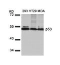 Western blot analysis of extracts from 293, HT29 and MDA cells using p53(Ab-9) Antibody.