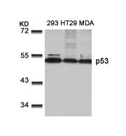 Western blot analysis of extracts from 293, HT29 and MDA cells using p53(Ab-9) Antibody.